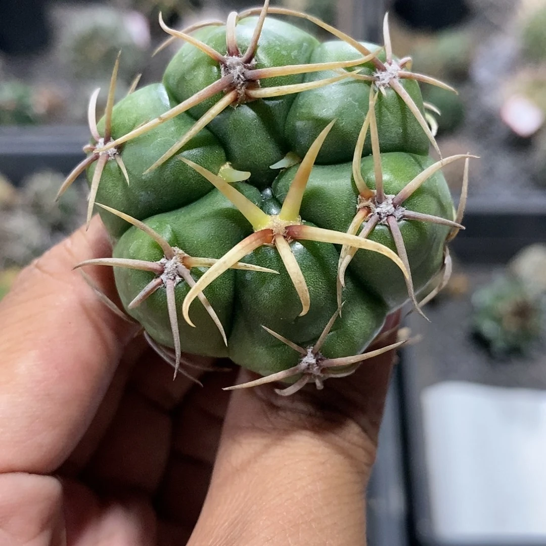 【闪购商品】227海王
