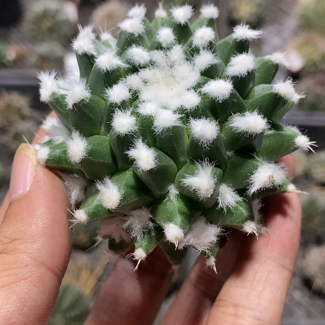 【闪购商品】雪糕11