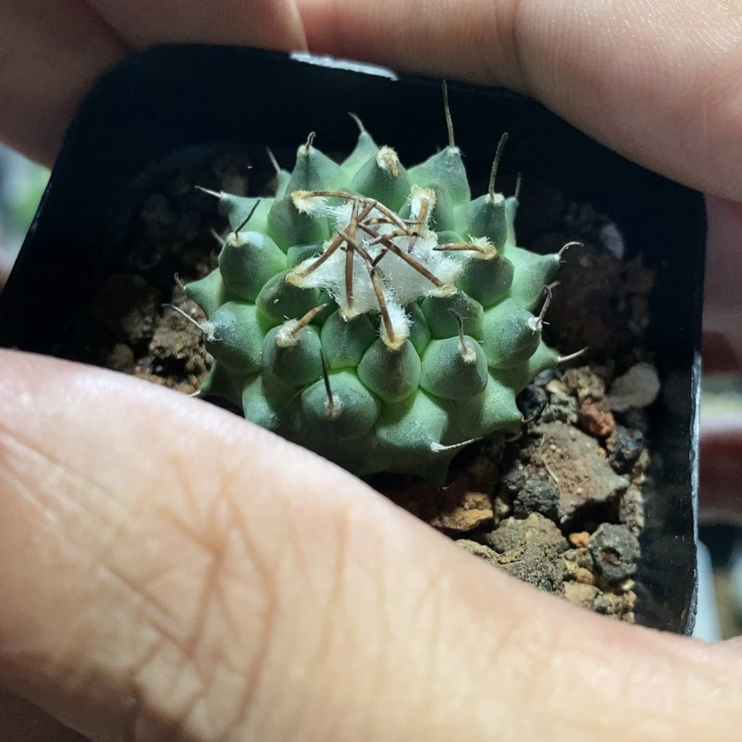 【闪购商品】安德森娇丽