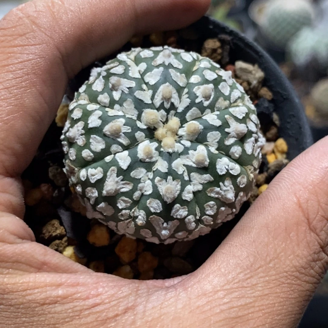 【闪购商品】6v字兜