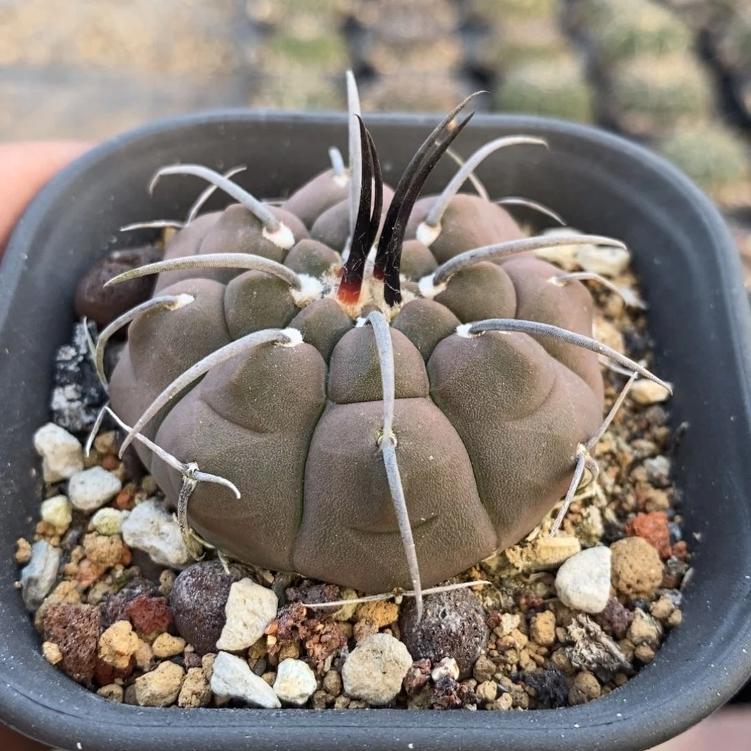 【闪购商品】772紫皮黑刺一本