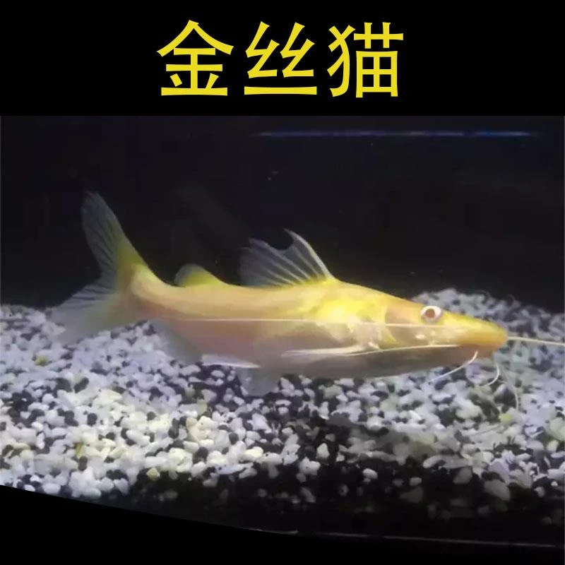 淡水观赏鱼热带鱼黄金猫招财金丝猫鱼中大型鱼好养易活