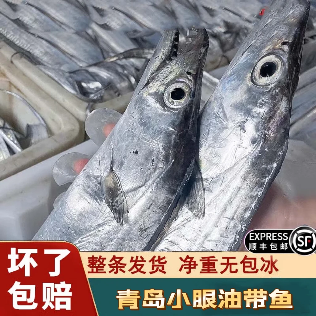 【中号】渤海湾鲜嫩小眼带鱼刀鱼整条发货4-5两/条到手5斤11-12条