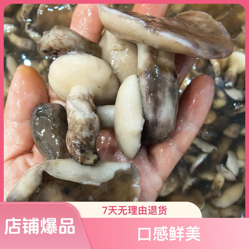 东北大兴安岭各种野生蘑菇1500克/焯水腌制发货