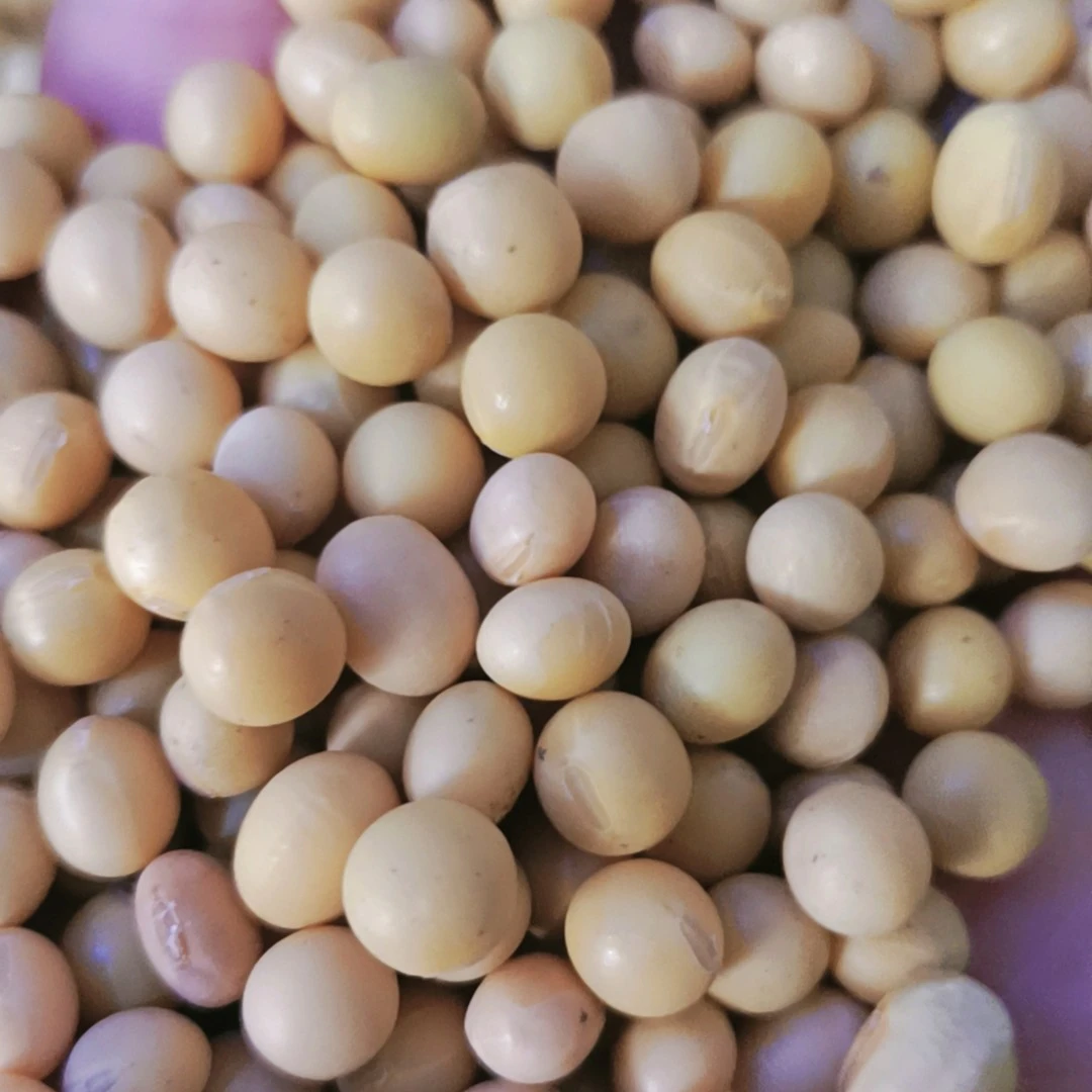 东北大兴安岭特产/农家小园自产新黄豆5斤