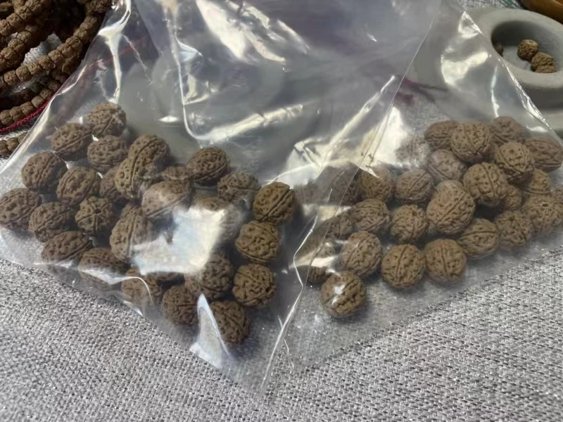 潜水艇小金刚体验款散籽