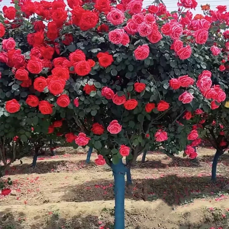 顺丰包邮 小型棒棒糖型树桩月季 当年开花 耐寒耐热 庭院阳台栽种