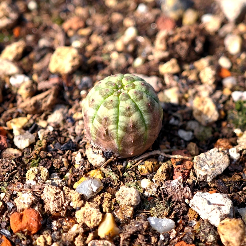 实生带纹布纹球大戟科多肉植物花卉绿植室内盆栽阳台四季好养易活