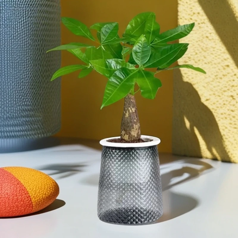 发财树财源滚滚寓意好盆景室内小盆栽桌面绿植懒人植物耐旱好养