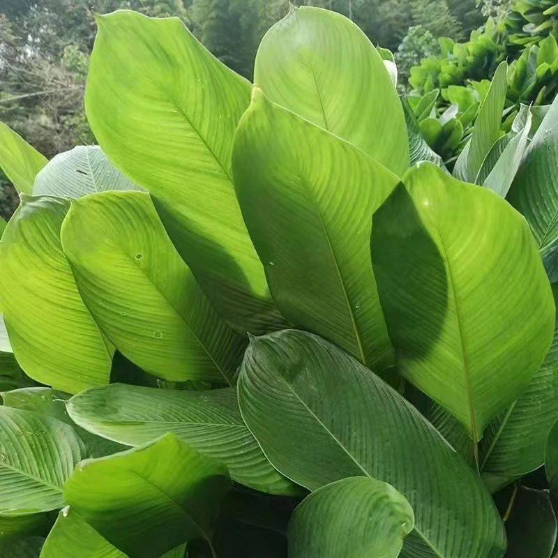 广西特产精选大粽叶野生批发商用家用粽子叶新鲜特大冬叶现摘现发