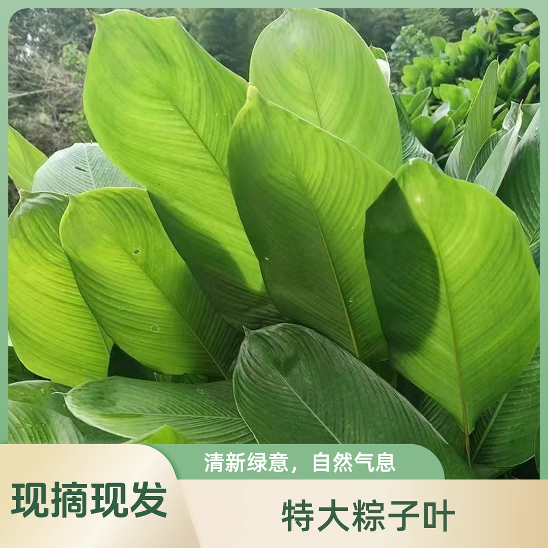 广西特产精选大粽叶野生批发商用家用粽子叶新鲜特大冬叶现摘现发