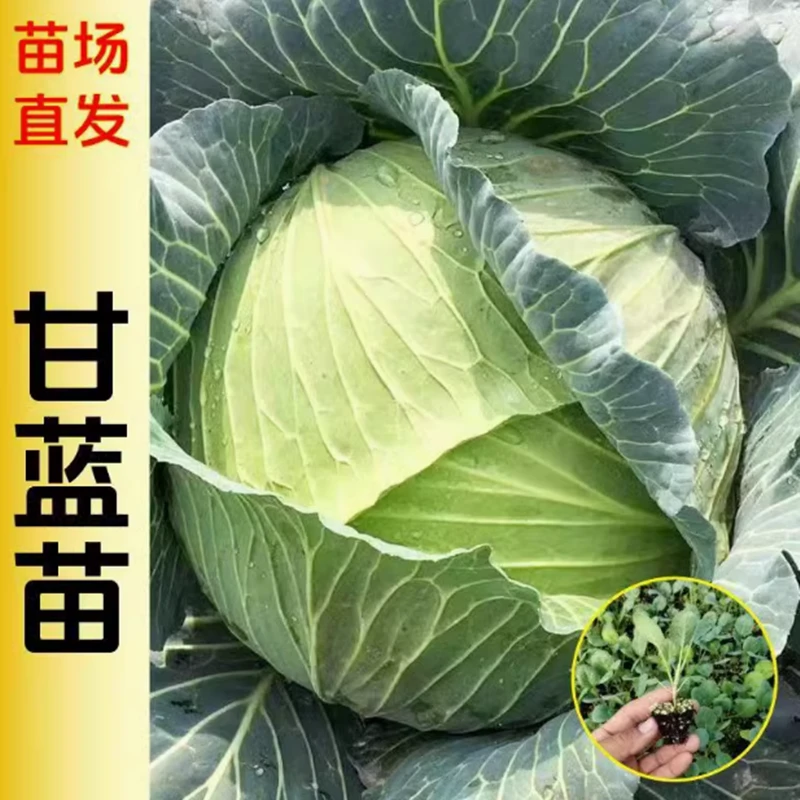 圆形包菜苗白花菜甘蓝包菜苗四季秋冬种植耐寒蔬菜秧苗大全带土