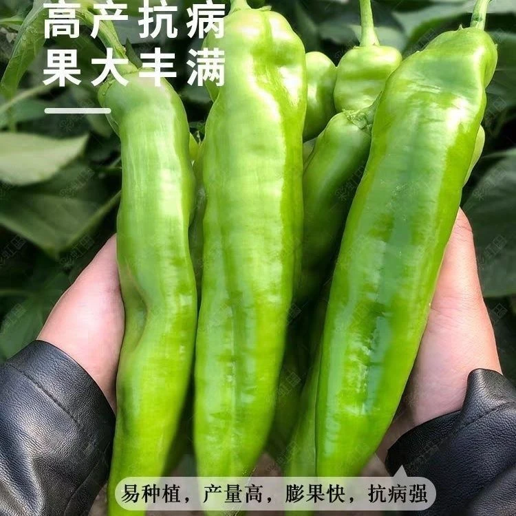 牛角椒辣椒苗高产
