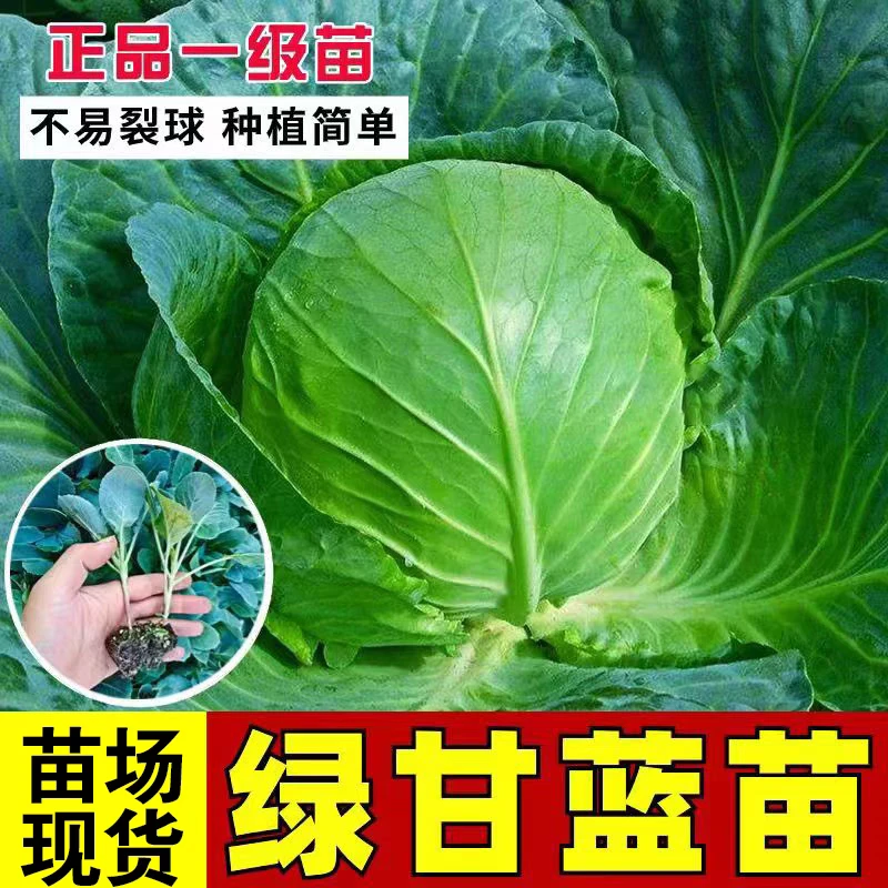正宗绿甘蓝秧苗露天种植包心菜种苗大头菜苗四季阳台盆栽耐寒