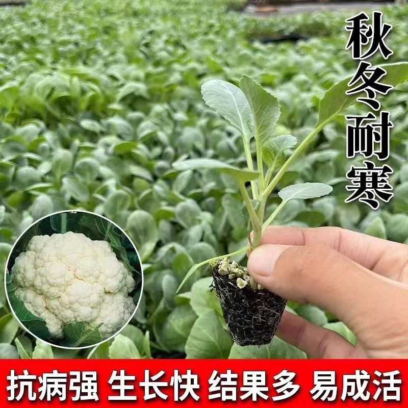 白花菜青梗松花秧苗种植阳台花菜菜园