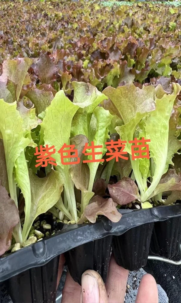 四季种植紫色生菜秧苗