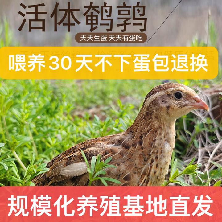 黄羽鹌鹑活苗成年阳台下蛋青年宠物巨型宠物鸟活体小鸡苗天天下蛋