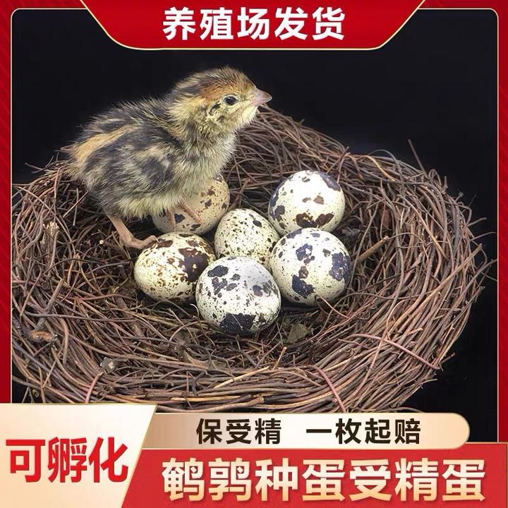 鹌鹑种蛋 受精种蛋70枚可孵化活体活苗 鸟蛋孵化蛋新鲜生蛋受精蛋