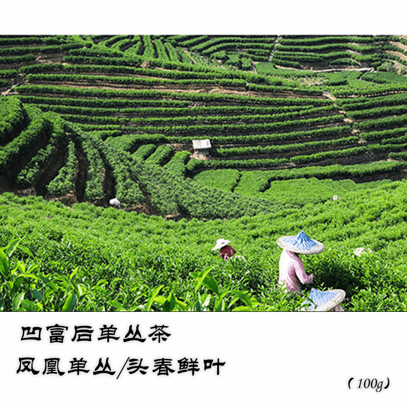 凹富后单丛茶/凤凰单丛乌龙茶/老君遛村头春鲜叶100g