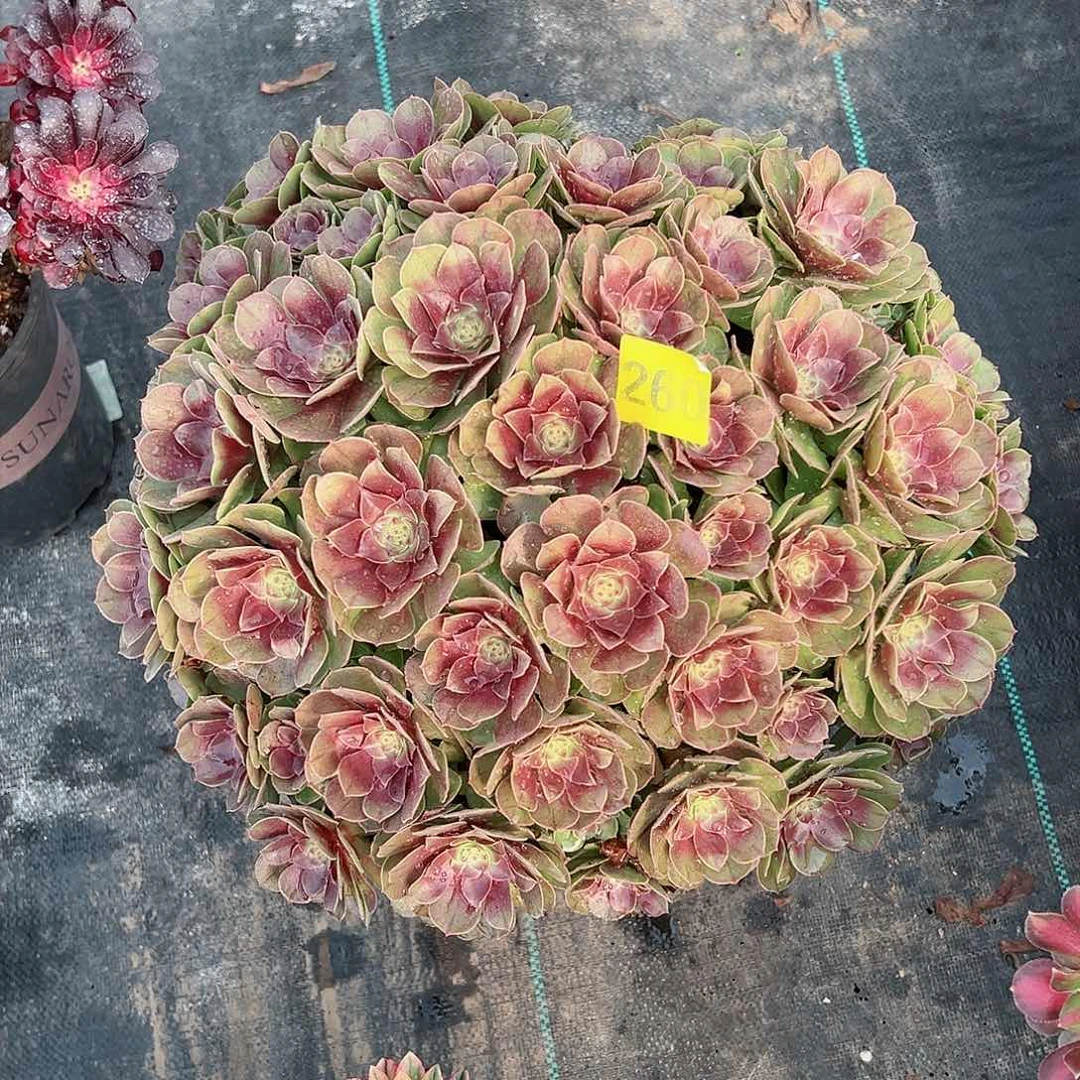 260红心万圣节多肉