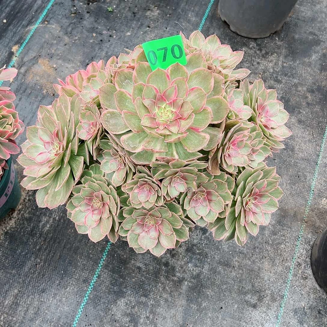 70莲花座法师多肉