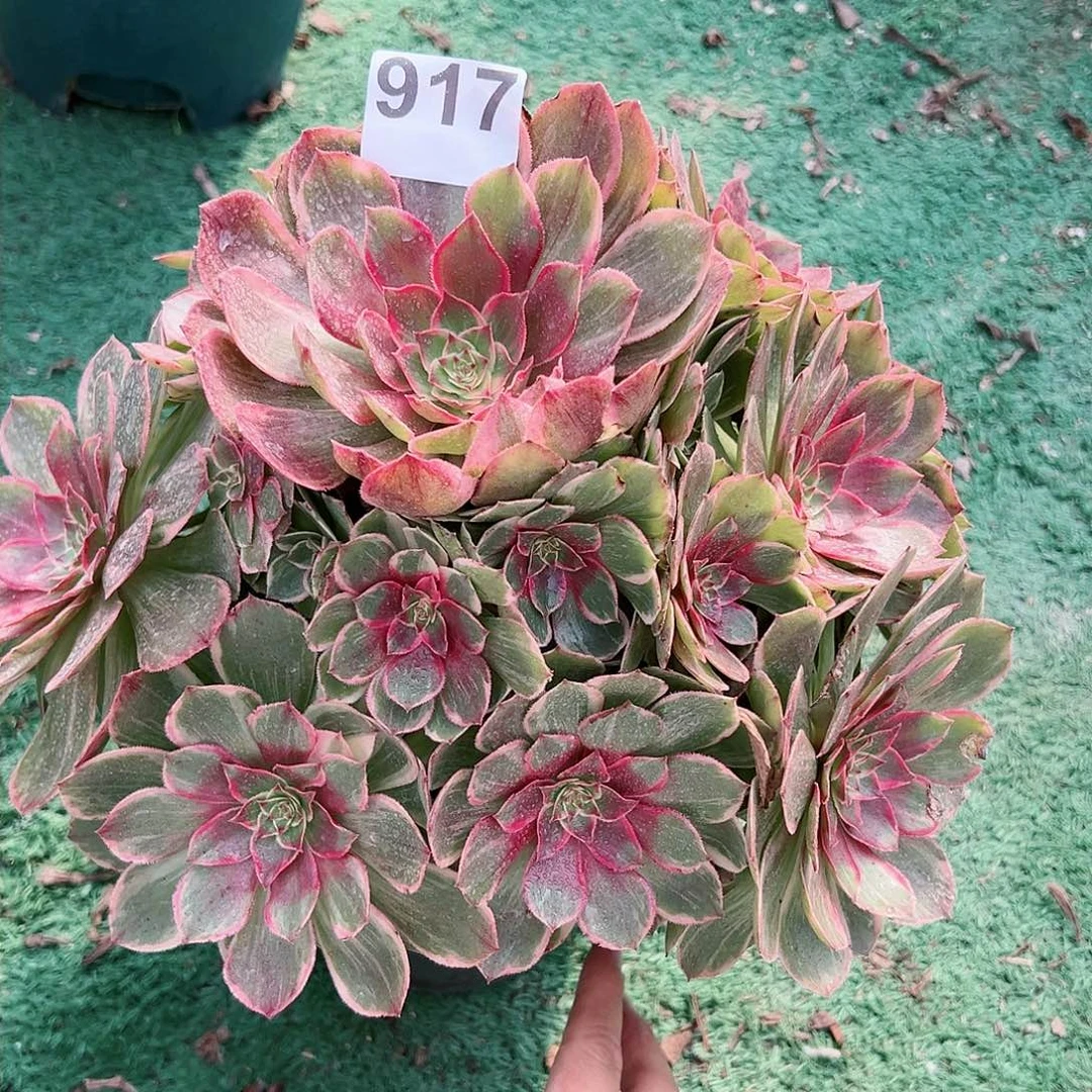 917莲花座法师多肉植物