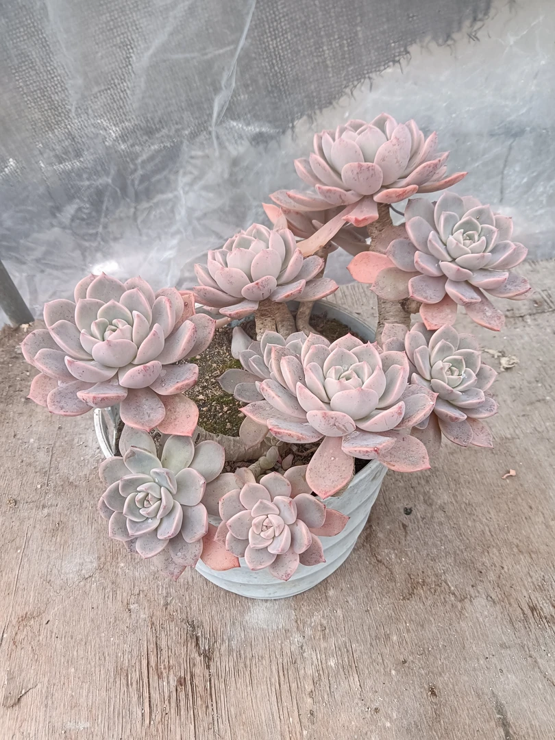 老桩多肉……红粉佳人