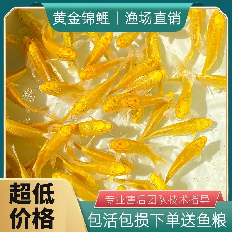 金鱼黄金鱼观赏鱼活鱼养鱼小鱼草金好养淡水鱼活鱼懒人耐活冷水鱼