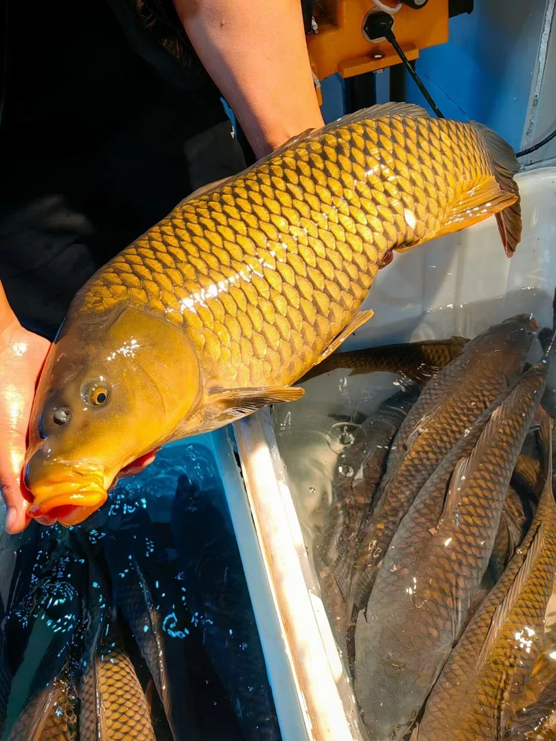 黄金大鲤鱼，鲤鱼