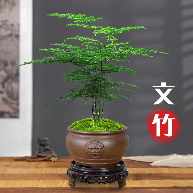 【展会款】文竹盆景办公室桌面盆栽室内客厅好养绿植花卉四季常绿