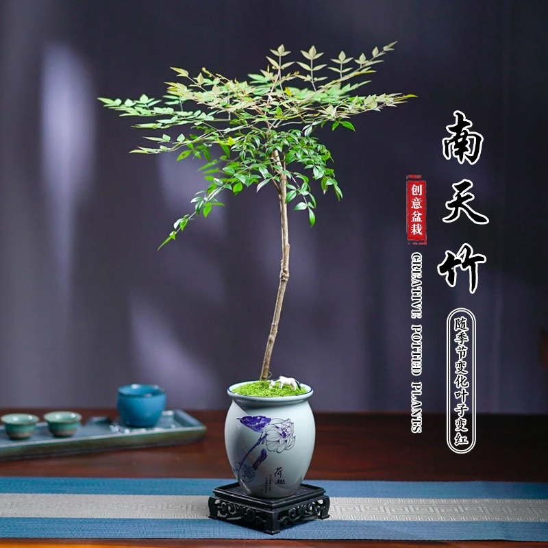 南天竹植物书房阳台客厅绿植桌面盆栽好养易活禅意绿色创意摆件