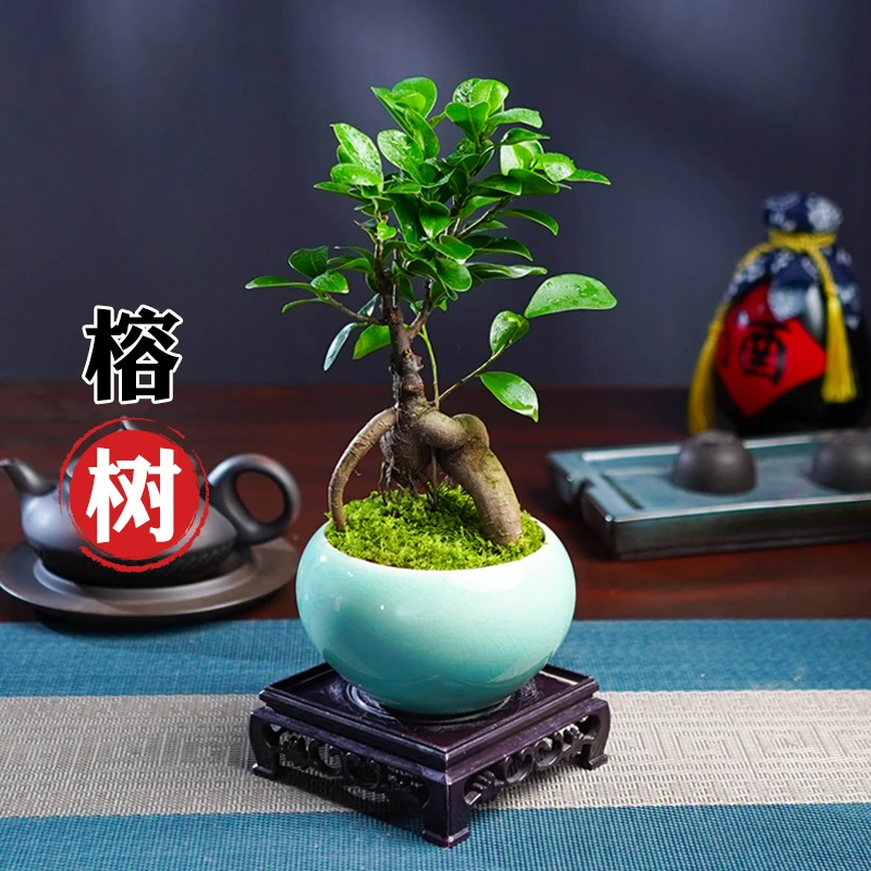 榕树盆景老桩办公室内桌面客厅四季常青绿植花卉盆栽好养植物
