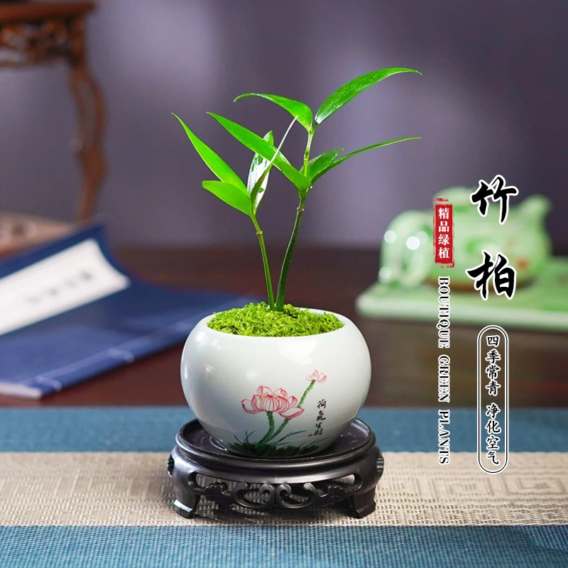 迷你竹柏指尖微型盆栽桌面迷你拇指好养植物掌中宝盆景观叶绿植