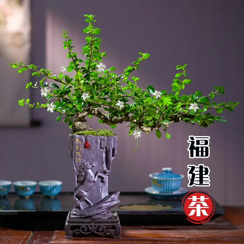 飘枝福建茶老桩盆栽造型好养室内盆景办公桌面植物中式禅意风
