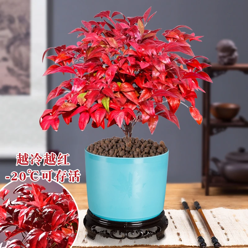 火焰南天竹植物书房阳台客厅绿植桌面盆栽好养易活禅意创意摆件