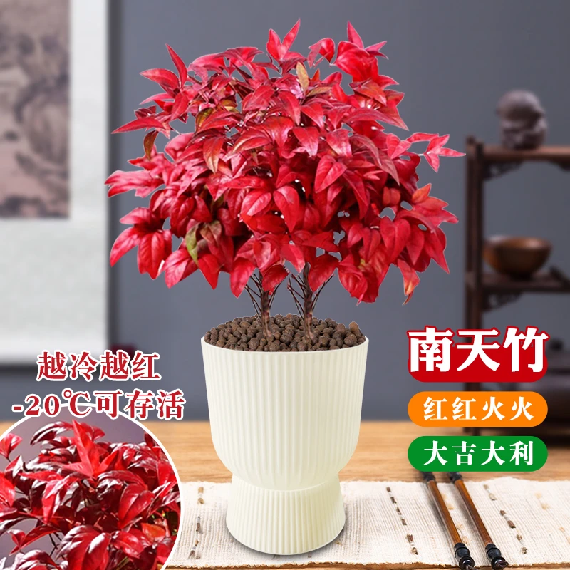 火焰南天竹植物书房阳台客厅绿植桌面盆栽好养易活禅意创意摆件