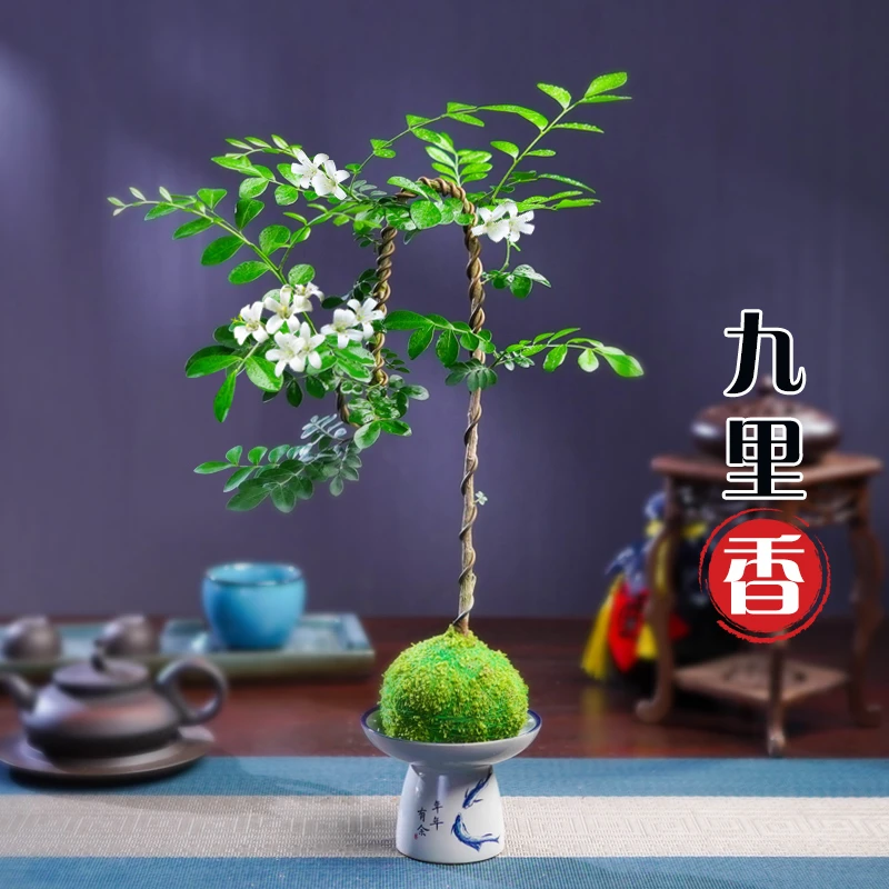行云流水九里香盆栽盆景浓香四季千里香树苗室内好养花卉绿植