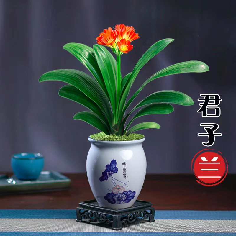 君子兰盆栽好养四季植物室内花卉盆景客厅绿植兰花苗办公送礼绿植