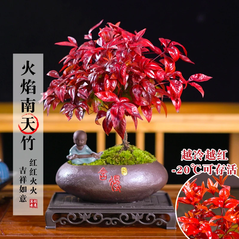 火焰南天竹植物书房阳台客厅绿植桌面盆栽好养易活禅意创意摆件