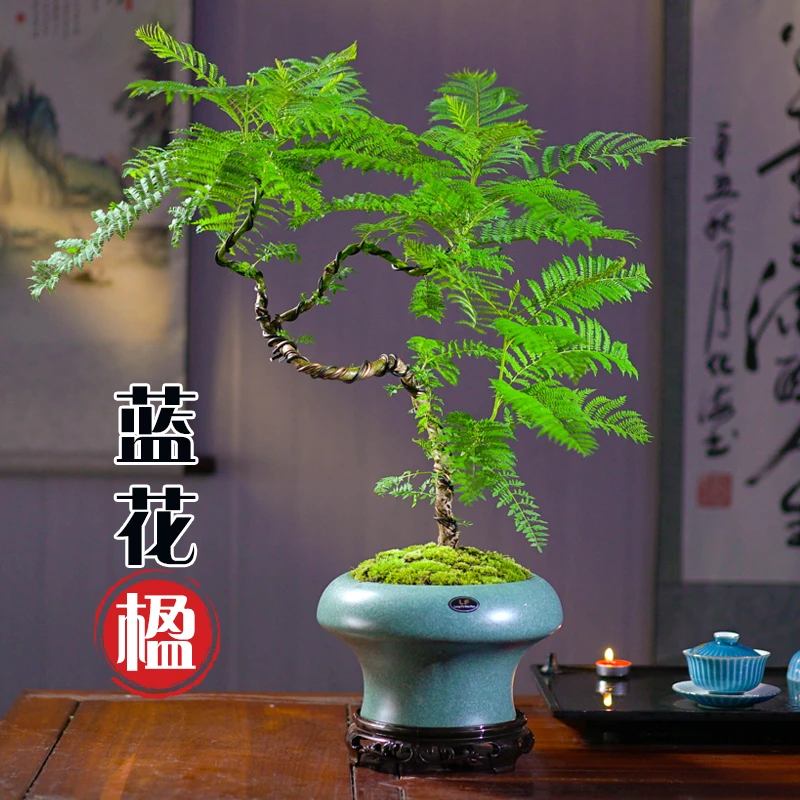 蓝花楹绿植创意造型四季常青美观中式风格办公室客厅好养易活花卉