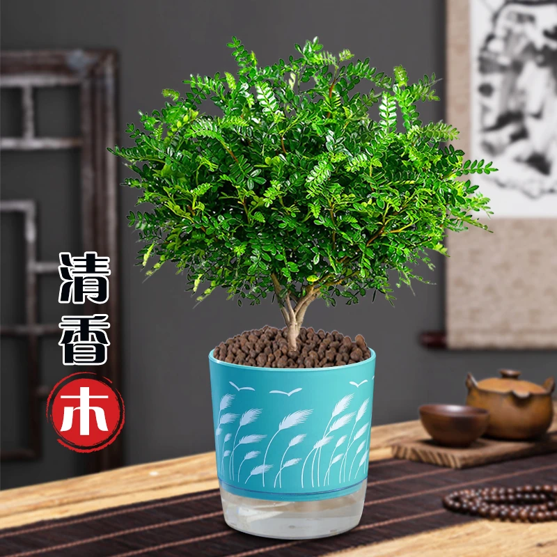 清香胡椒木盆栽植物好养室内花卉桌面绿植四季常青精致美观盆景