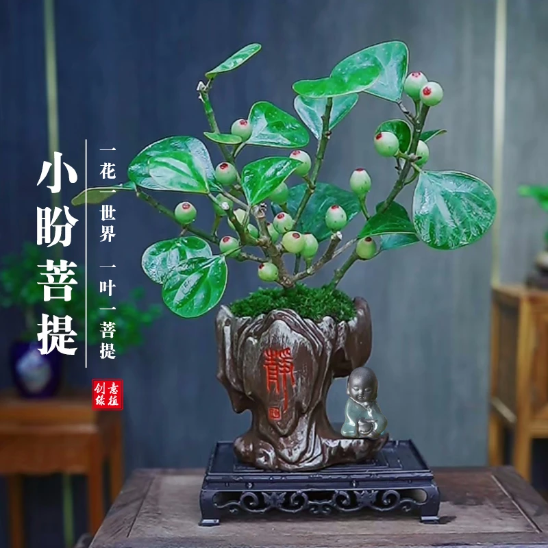 小盼菩提树带果盆景植物四季常青室内盆栽禅意摆件办公室客厅桌面