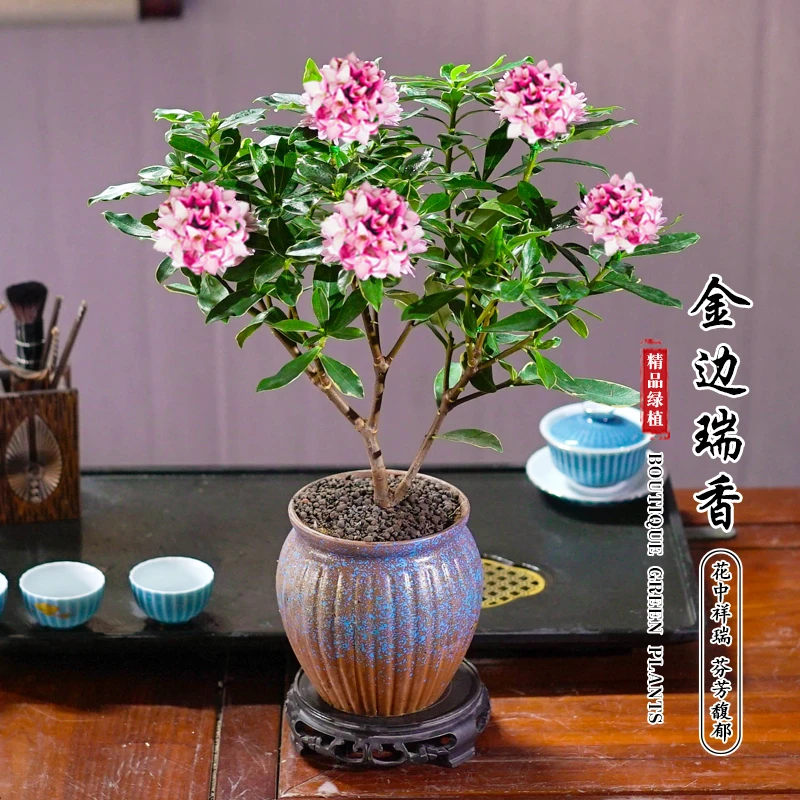 【带花苞发货】瑞香盆栽耐寒绿植四季常青开花室内客厅好养年宵花