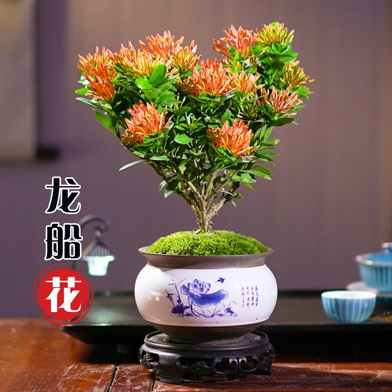 龙船花盆栽带花发货室内客厅阳台庭院耐寒耐热观赏四季开花卉好养