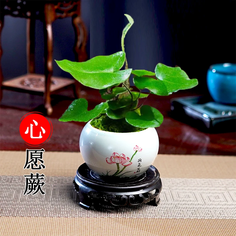 心愿蕨盆栽蕨类植物室内客厅茶桌桌面摆件净化空气绿植盆景创意