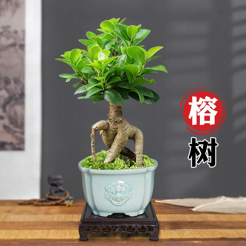 榕树盆景老桩办公室内桌面客厅绿植花卉盆栽好养植物净化空气四季