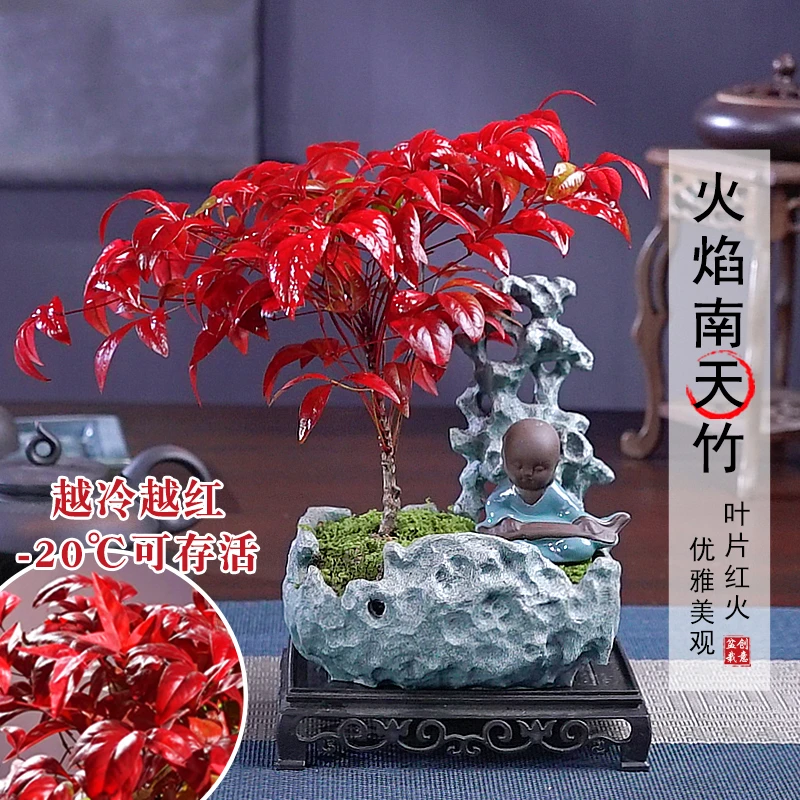 【越冷越红】火焰南天竹植物书房绿植桌面盆栽好养易活禅意创意盆景