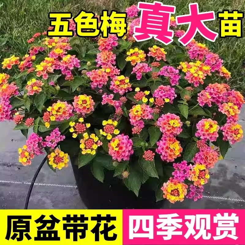 五色梅盆栽耐热耐晒阳台庭院花园植物五色梅棒棒糖四季花卉马樱丹