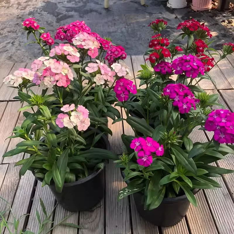 霹雳石竹绣球石竹花期超长一年花期200多天耐热耐寒阳台庭院花卉