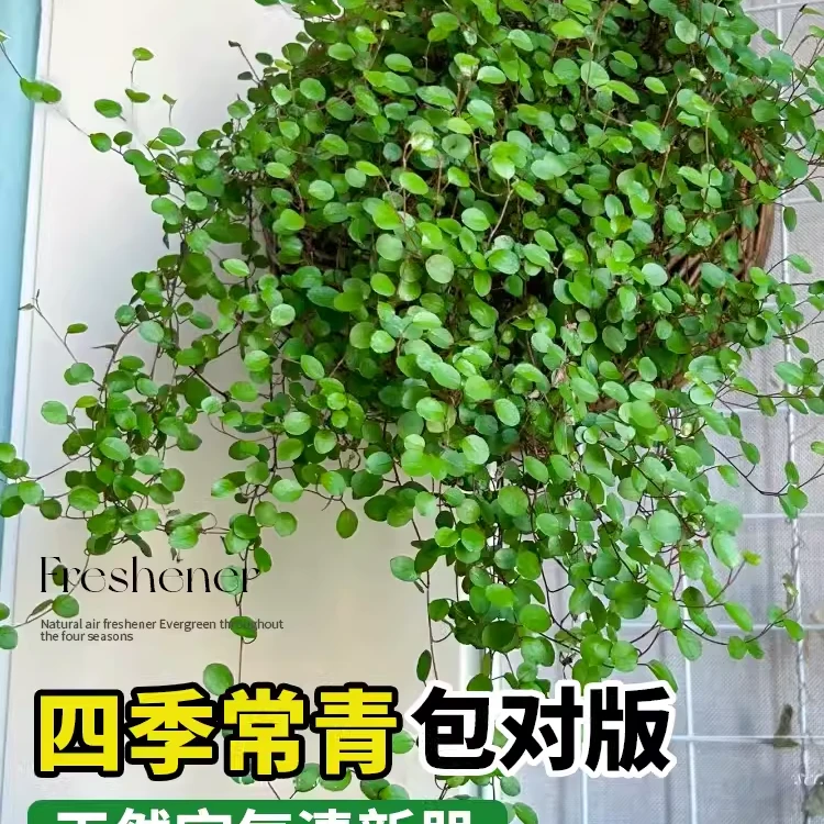 千叶兰盆栽花苗婚纱吊兰观叶植物多年生垂吊绿植四季常青大盆
